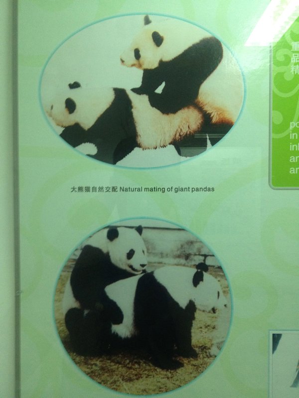 Panda 7