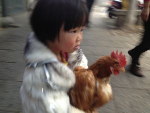 Girl and her chicken 1