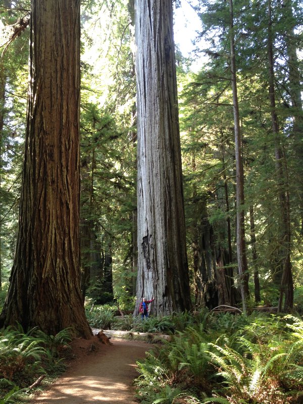Redwood 6