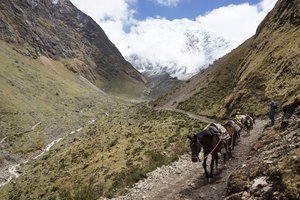 Horses on the Salkantay Trek