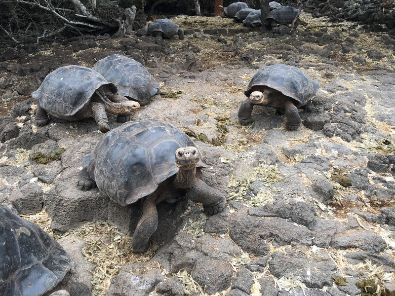 Turtles in the Galapagos