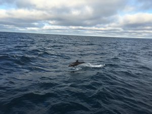 Dolphins in the Galapagos