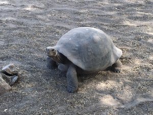 Turtle in the Galapagos