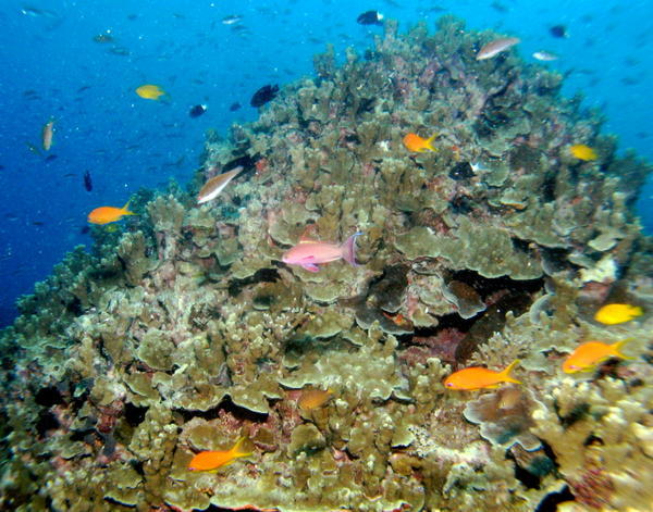 Reef and Fish