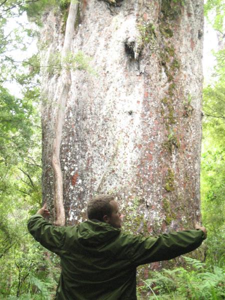 A big Kauri Tree