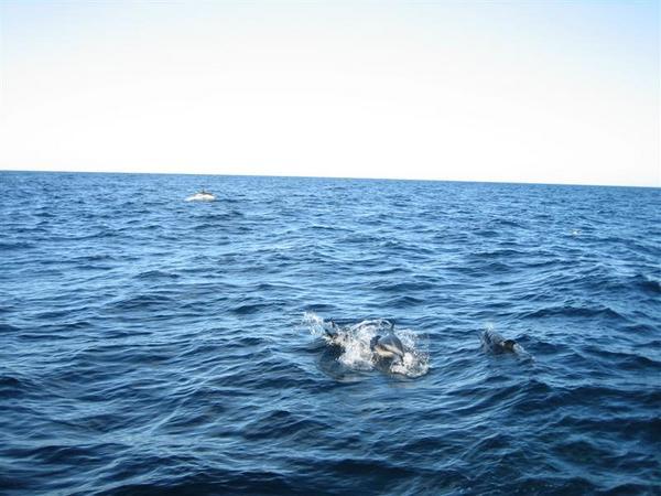 Kaikoura-Swimming w/ Dolphins