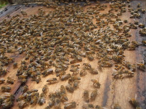 Africanised honey (killer) bees