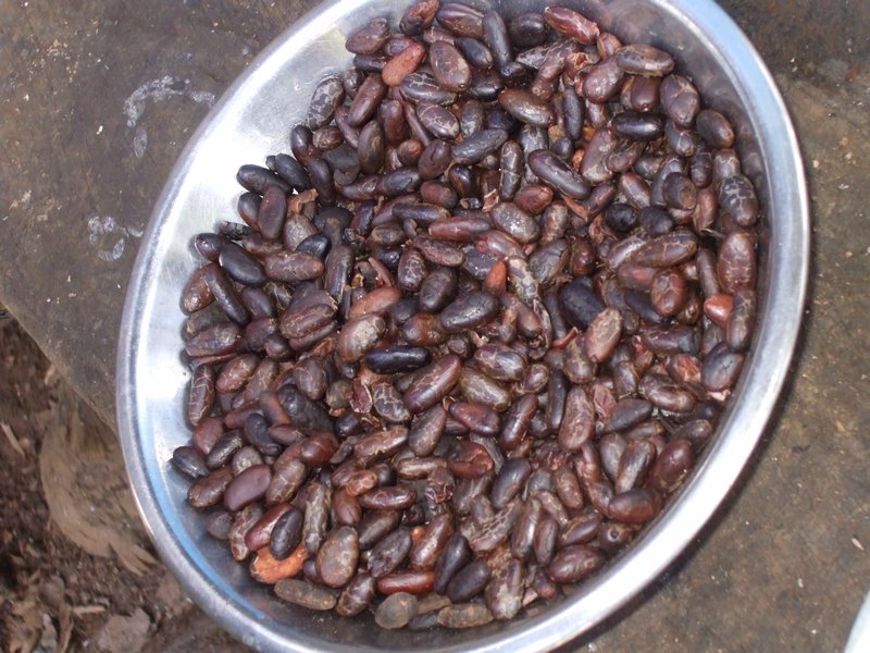 Dried cacao