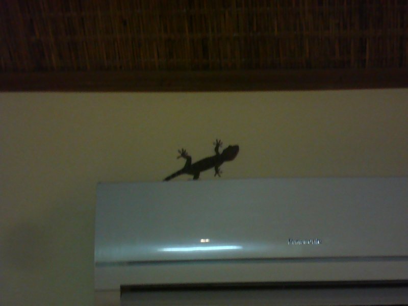 Gecko in my Room