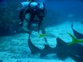 Nurse shark petting zoo