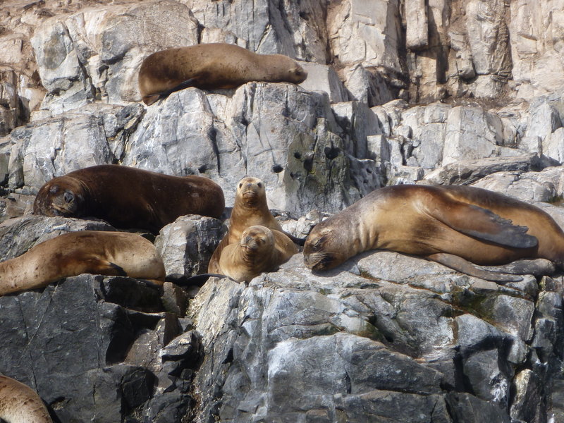 Sea Lions chilling
