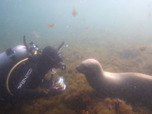 Sea Lion v Diver