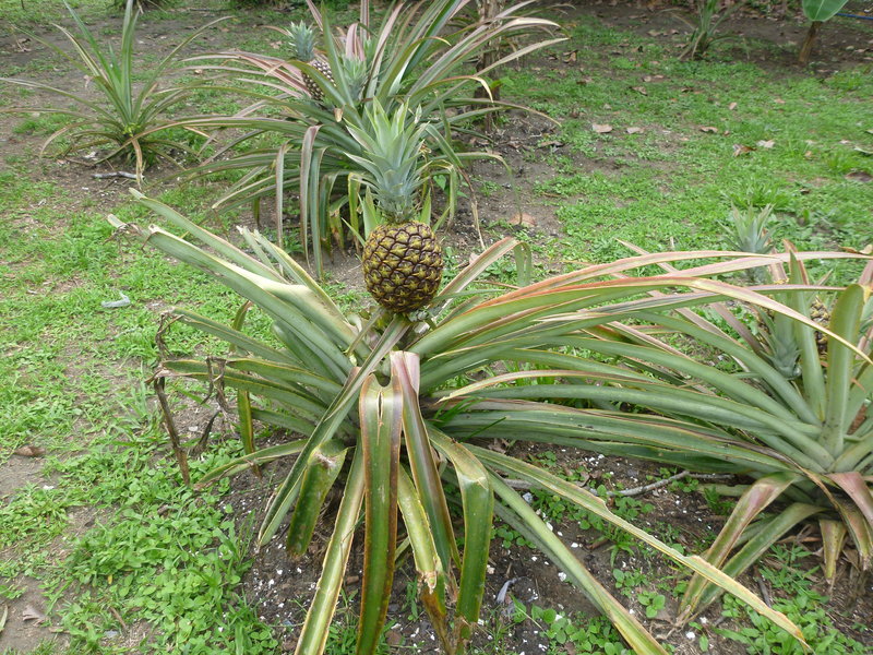 Elvins Pineapples
