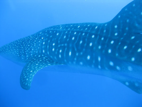 close up whale shark
