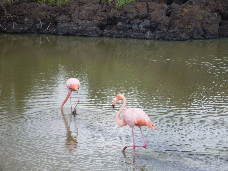 Beautiful Flamingo's
