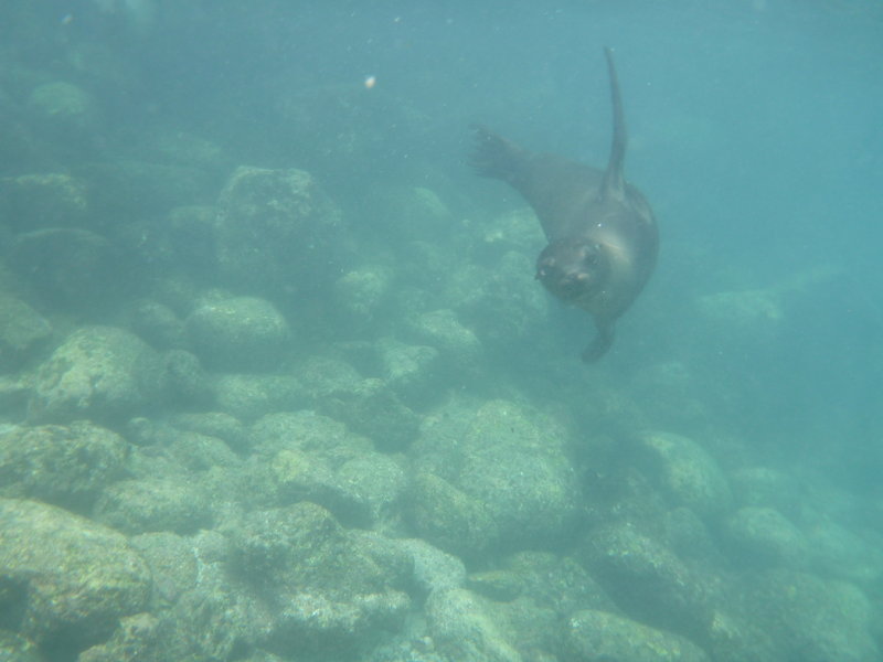 Snorkelling with seal lions