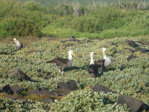 Albatross seeking Albatross