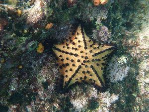 Even colourful starfish