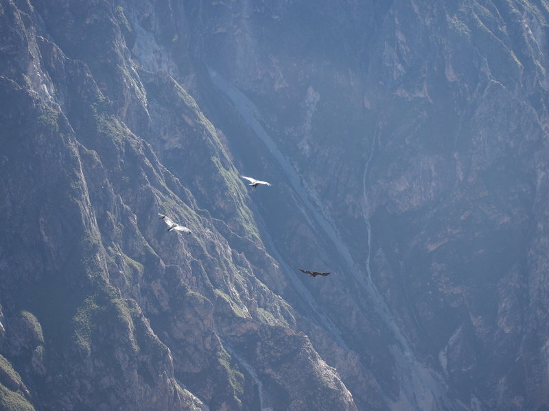Flight of the Condors