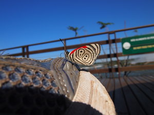 88 Butterfly