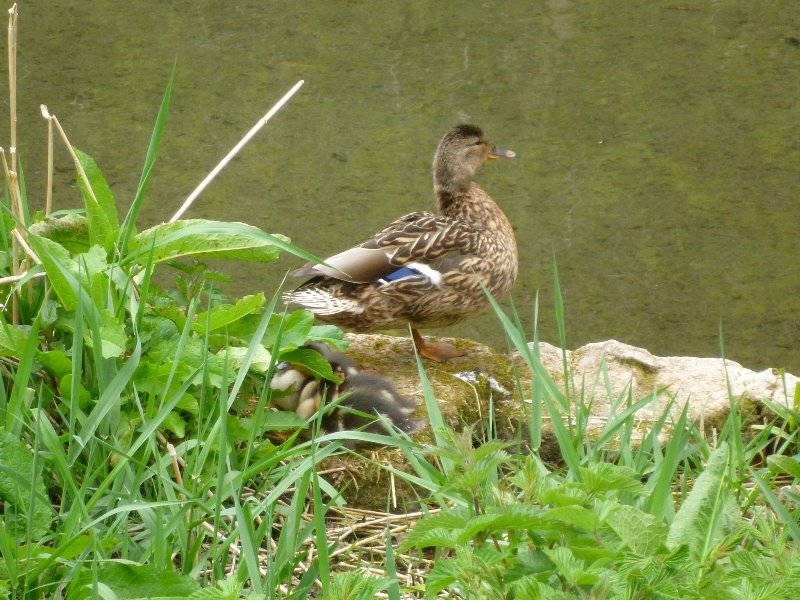 Mallard and her ducklings