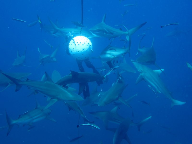 quite a few sharks around the baitball
