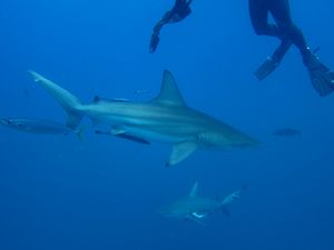 legs of divers and a shark