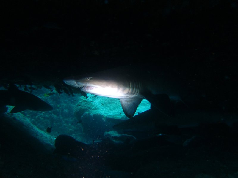 Raggedtooth shark in torchlight