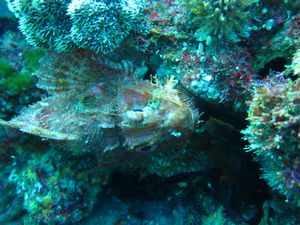 perfect camouflaged scorpion fish