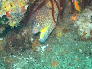 Yellowmouth moray