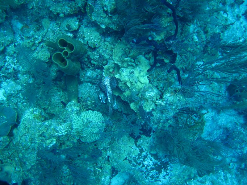 dead lionfish