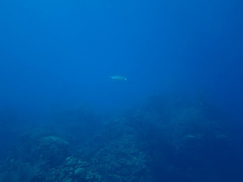 turtle in the deep blue