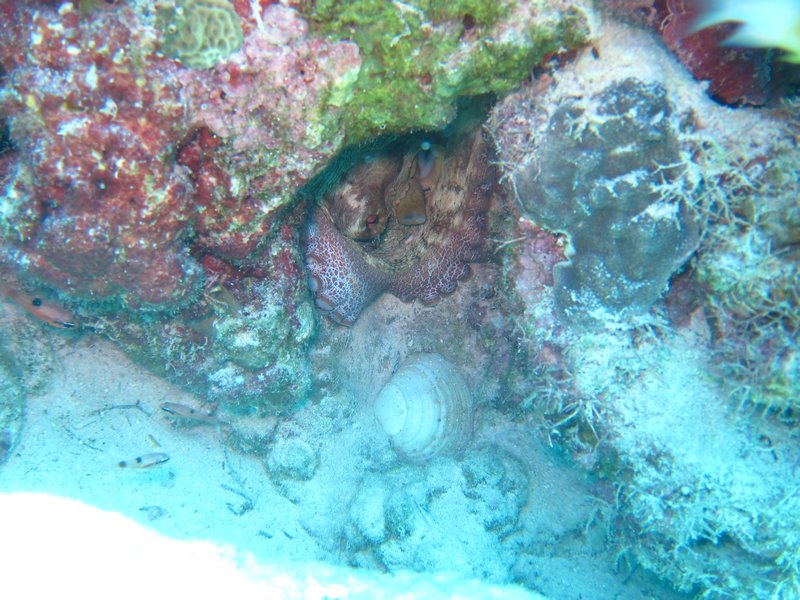 well hidden octopus