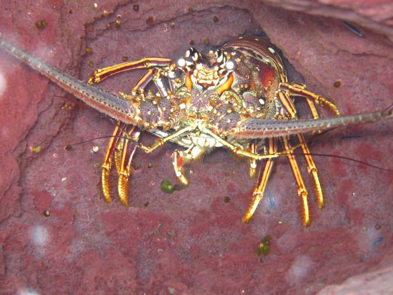 beautiful lobster