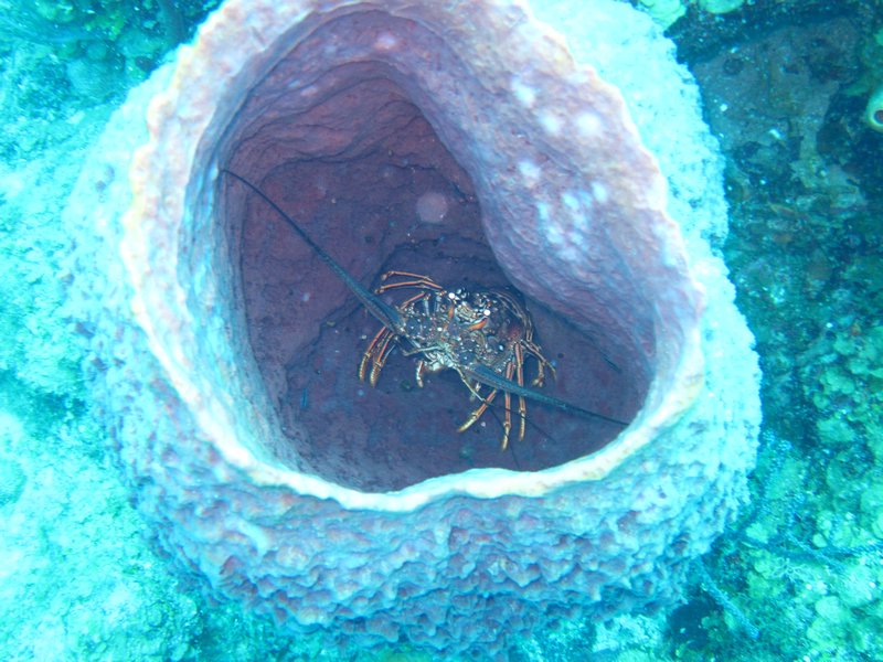 lobster in a sponge