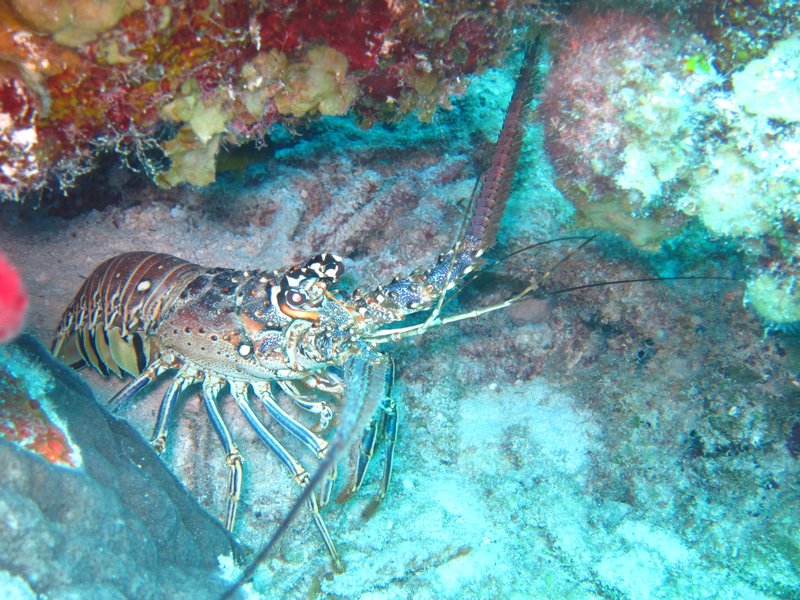 lobster hiding below a rock