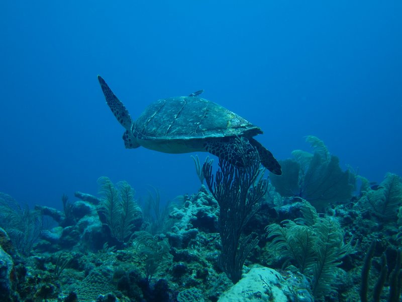 Sea turtle flying away