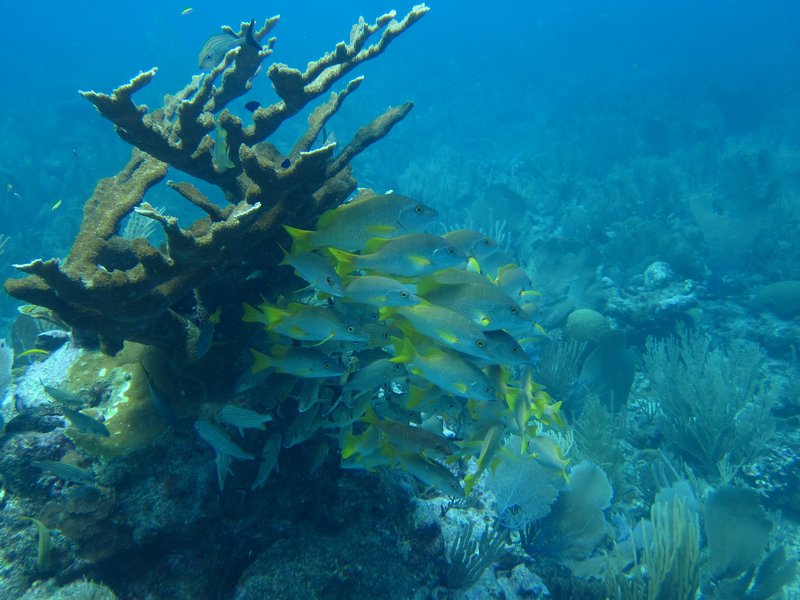 A swarm of fish hiding behind a coral