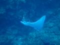 Spotted eagle ray