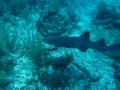 nurse shark