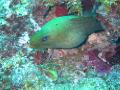 green moray