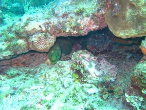 green moray in a hole