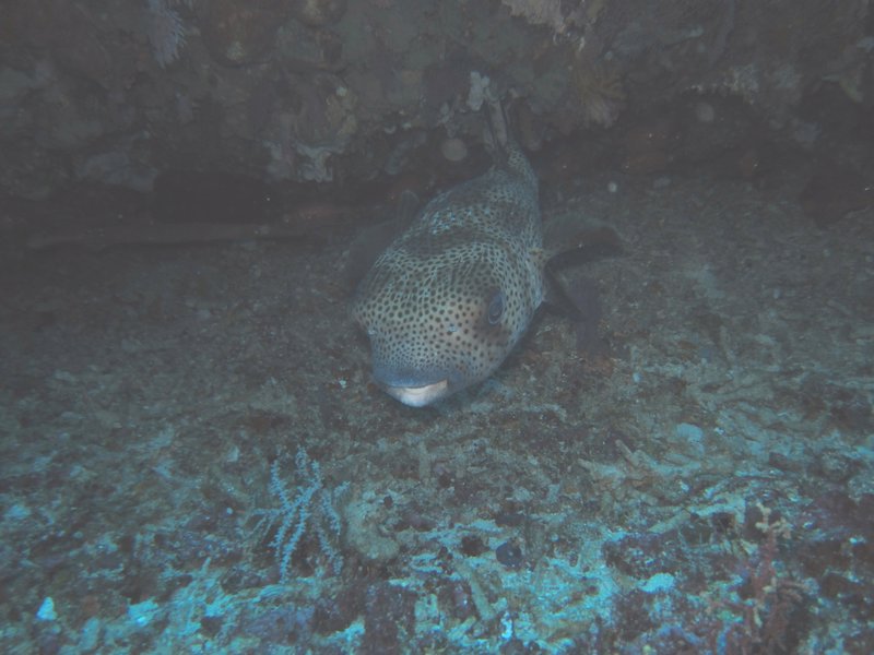 Porcupinefish