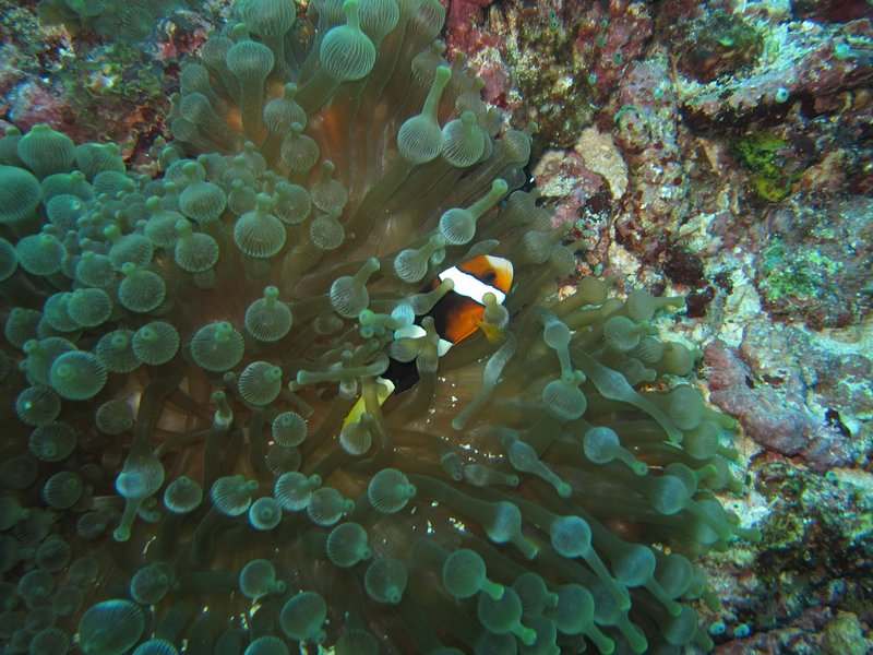 anemone fish and its anemone