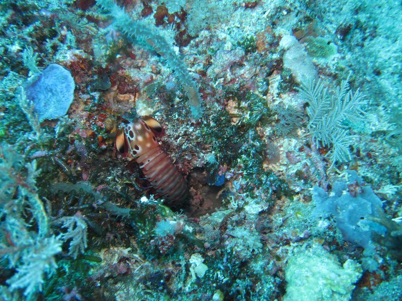 beautiful mantis shrimp