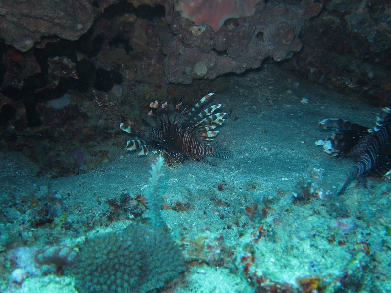 Two lionfish in a small cave 
