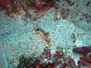 Beautiful nudibranch
