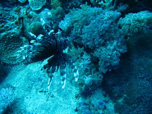 swimming lionfish