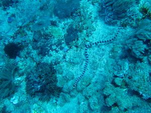 banded sea snake 