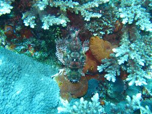 greatly camouflaged scorpion fish 